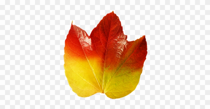 color,wine,symbol,ivy,flower,ivy vine,banner,decorative,fall,swirl,seasons of the year,vines,leaf pattern,vineyard,isolated,jungle vines,maple leaf,grape vine,season,vine leaves,autumn,vine leaf,illustration,vine border,green leaf,flower vine,leaves,decoration,flowers,design,fall leaves,nature,tropical,set,leave,thanksgiving,pattern,yellow,palm,pumpkin,png,comclipartmax