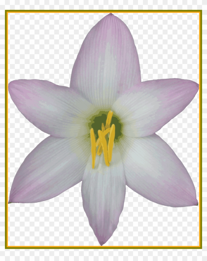 Free: Incredible Transparent Background Nature Gif And Png - Lily 