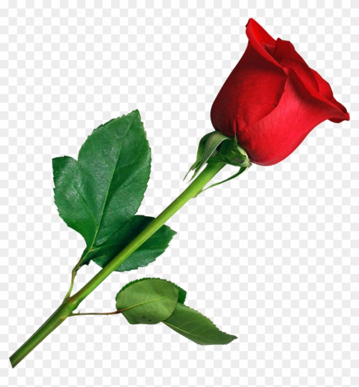 Free: Rose Png Images - Flower Rose Png - nohat.cc