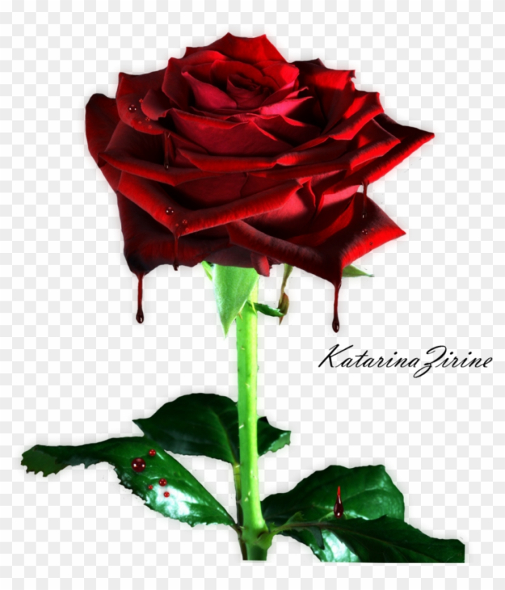 Free: Bleeding Rose Png By Vladnoxart Bleeding Rose Png By - Rose 