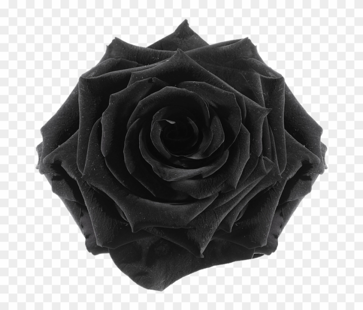 Free: The Gallery For > Flower Tumblr Transparent Black - Rose 