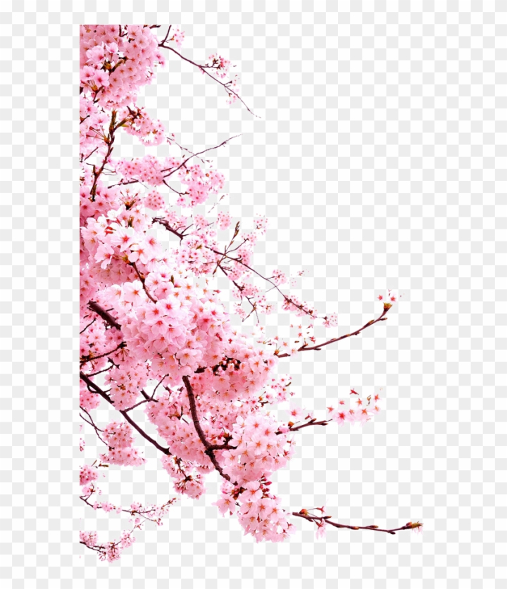 Apple, Cherry Pink Flowers. Seamless Floral Stripe Frame