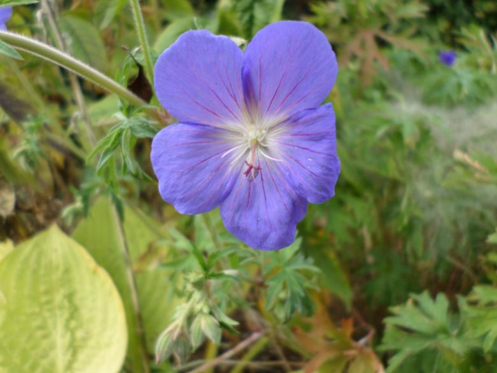 blue,purple,flower,geranium,petals,netstockvault