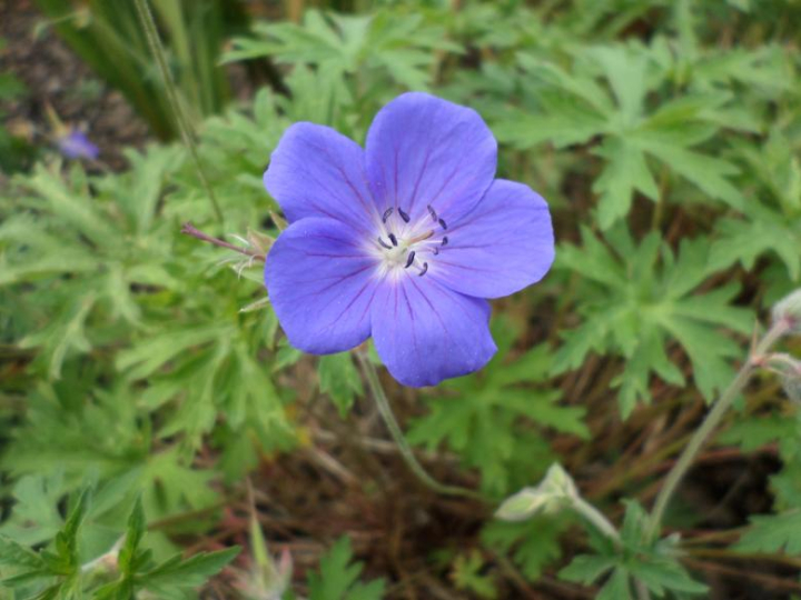 blue,purple,flower,geranium,petals,netstockvault