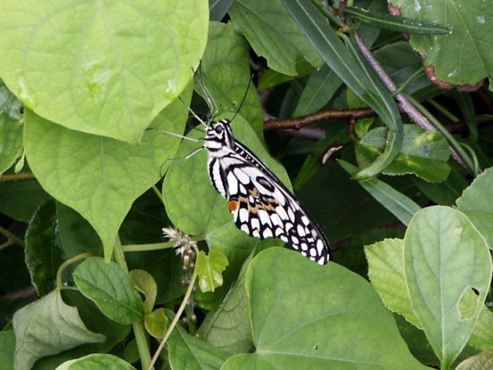 white,butterfly,green,leaves,netstockvault