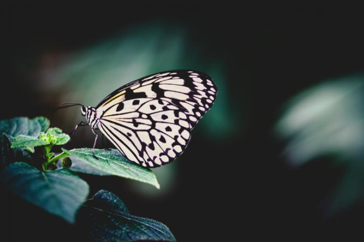 butterfly,insect,wings,leaves,dark,white,tropical,beauty,beautiful,netstockvault
