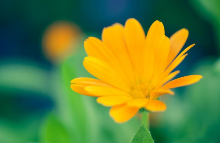 yellow,flower,summer,vivid,color,spring,abstract,background,garden,floral,seasonal,petals,flora,backdrop,nature,summertime,bloom,blossom,beautiful,beauty,netstockvault