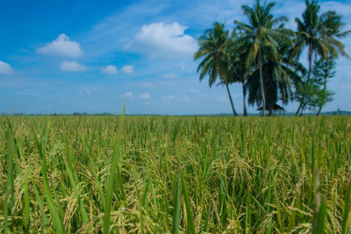 rice,field,plants,green,palms,crop,sky,summer,grow,netstockvault