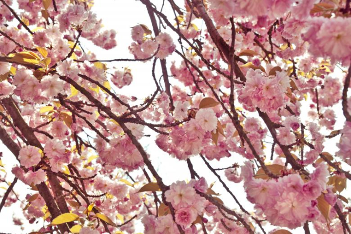 pink,cherry,tree,flowers,blossom,netstockvault