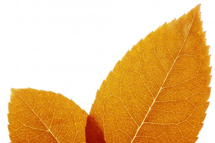 leaf,close-up,white,netstockvault