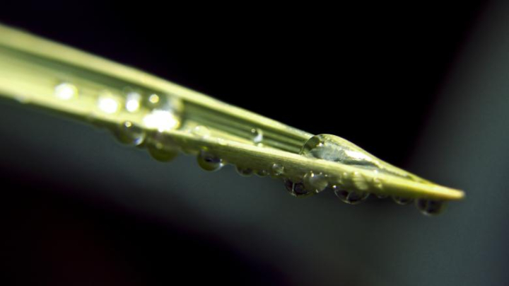 grass,leaf,water,drops,droplets,macro,closeup,netstockvault