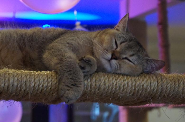 cat,sleeping,cute,beautiful,pet,netstockvault