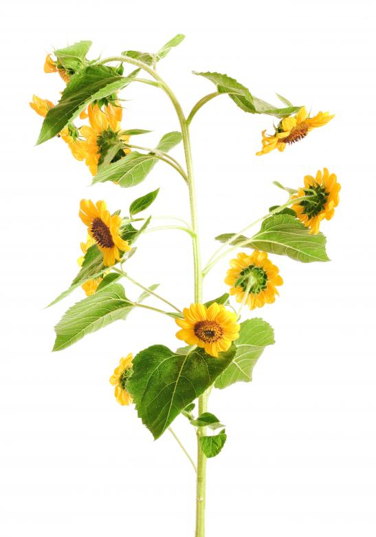 sunflower,closeup,flower,isolated,leaf,nature,petal,ripe,season,stem,studio,white,yellow,netstockvault