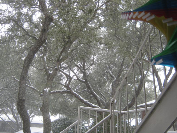 snow,winter,trees,texas,netstockvault
