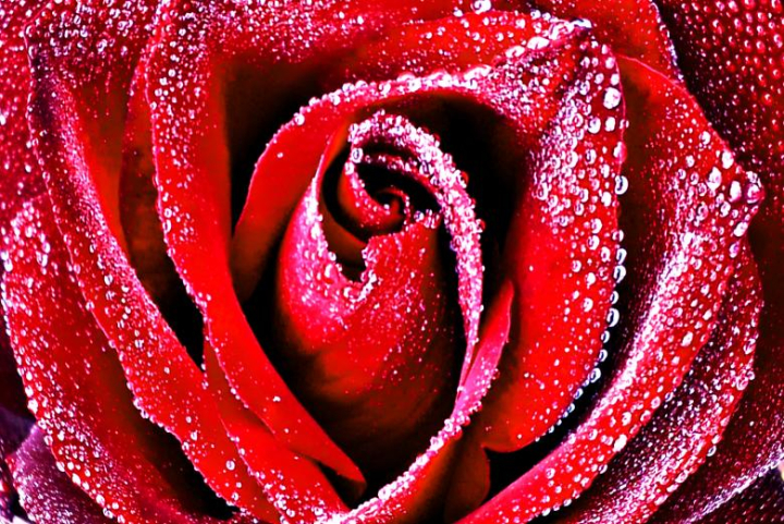 rose,wet,pure,background,day,red,dark,water,closeup,wallpaper,decoration,blooming,natural,floral,spring,anniversary,flower,holiday,symbol,celebration,summer,card,gift,close-up,love,abstract,macro,flora,drop,decorative,texture,garden,design,color,plant,mothers,birthday,wedding,romantic,valentine,beautiful,romance,fresh,nature,dew,single,detail,pattern,present,freshness,netstockvault