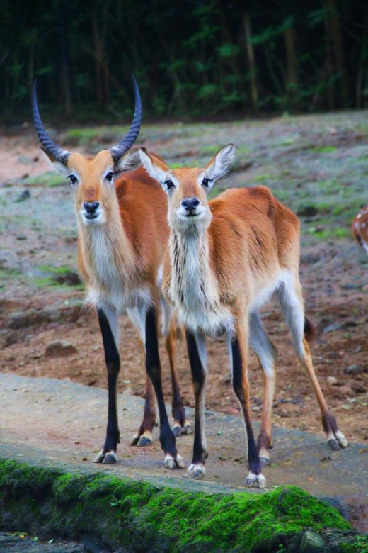 impala,animals,wild,netstockvault