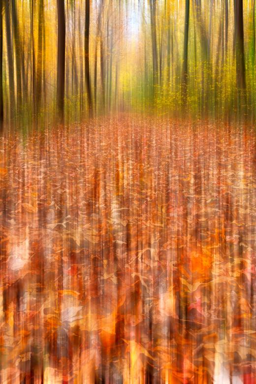 ferry,grove,motion,trail,path,pathway,way,grass,passage,passageway,tree,trees,wood,woods,wooden,forest,leaf,leaves,foliage,branch,branches,nature,natural,landscape,scene,scenic,scenery,background,backdrop,blur,blurs,blurriness,blurring,move,movement,north,point,state,park,edgemere,chesapeake,bay,maryland,md,us,usa,united,states,of,america,american,beauty,beautiful,pretty,epic,surreal,ethereal,unreal,fantasy,fantastic,dream,dreamy,dreamish,dreamlike,dream-like,travel,tourism,touristic,outdoor,outdoors,outside,exterior,sky,abstract,abstracted,concept,conceptual,contrast,contrasted,contrasting,shade,shades,shadow,shadows,highlight,highlights,green,yellow,orange,gold,golden,red,brown,maroon,blue,cyan,black,white,grey,gray,vibrant,vibrance,vibrancy,color,colors,colour,colours,colorful,colourful,vivid,fall,autumn,autumnal,season,seasonal,stock,resource,image,picture,free,somadjinn,nicolasraymond,netstockvault