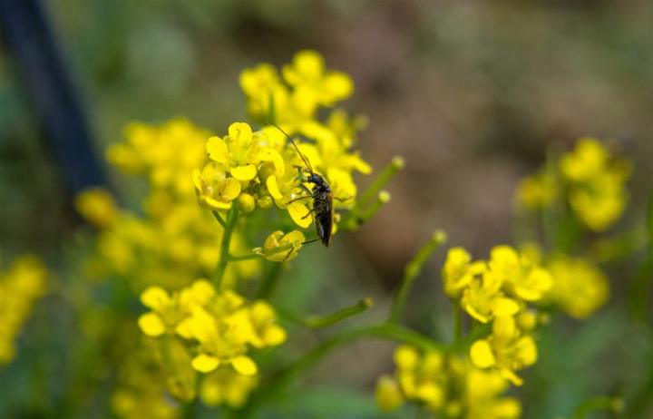 bug,flower,yellow,netstockvault