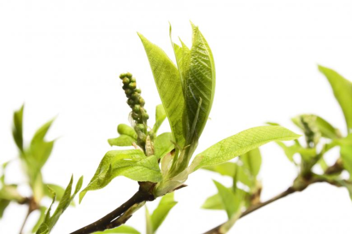 botanical,flora,foliage,freshness,green,growth,herbal,herbs,isolated,branch,tree,leaf,white,plant,nature,spring,twig,bud,budding,blossom,sprout,new,stem,closeup,small,spray,brown,seasonal,growing,burst,bloom,shoot,cherry-tree,springtime,vegetation,macro,season,cherry,young,garden,leafage,herb,fresh,detail,little,delicate,nobody,object,stalk,studio,summer,netstockvault
