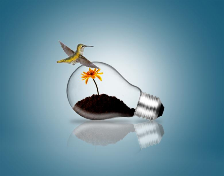 plant,hummingbird,soil,bulb,dirt,nature,concept,grow,lamp,light,leaf,symbol,illustration,seed,ecology,energy,environment,tree,sprout,flower,seedling,growth,ideas,environmental,green,power,eco,lightbulb,isolated,innovation,recycling,electricity,technology,global,renewable,resource,fertilize,pollution,kyoto,supply,equipment,small,protection,solution,inside,sustainable,warming,fertilization,savings,ecofriendly,natural,earth,creative,spring,life,black,idea,design,background,glass,land,ground,up,bright,grass,summer,saving,conceptual,closeup,garden,cultivated,led,electric,lawn,glowing,efficiency,solar,efficient,continents,alternative,ecologic,ecological,globe,seeding,sowing,sow,farming,hand,farm,peanut,concepts,cultivation,dirty,preparation,agriculture,bean,male,gardening,close-up,vegetable,close,beginnings,outdoors,work,detail,food,sapling,bud,seaside,fertility,sunny,trowel,pile,goal,macro,start,hope,focus,care,nurture,blue,selective,sky,seashore,sea,fresh,botany,new,shovel,unusual,bedrock,white,brown,yellow,bird,out,dig,abstract,season,grey,flat,interesting,shiny,find,underground,above,hunt,under,bucket,friendly,netstockvault