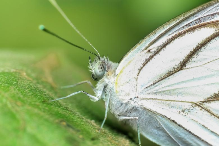 white,butterfly,closeup,macro,nature,insect,netstockvault