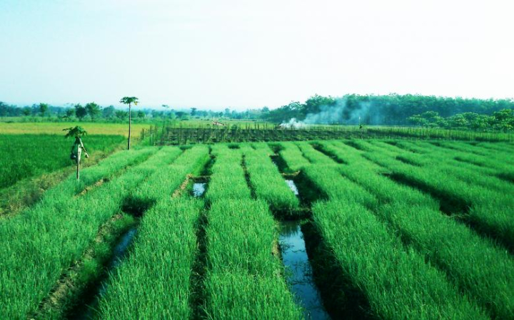 paddy,field,green,landscape,grow,crop,indonesia,netstockvault