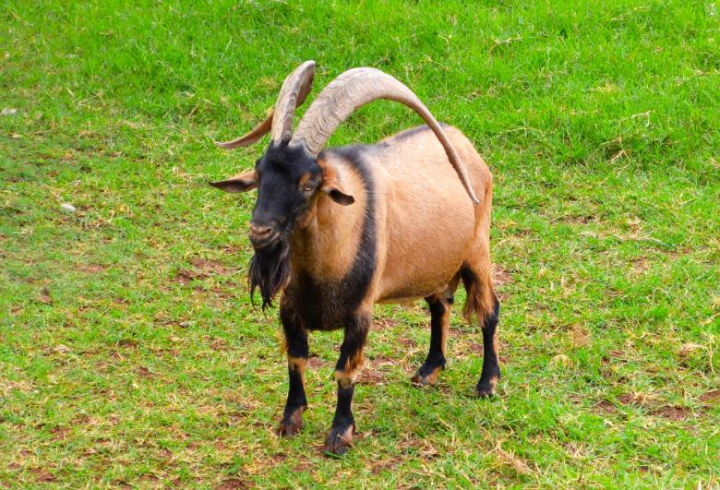 goat,animal,wild,horns,sheep,netstockvault