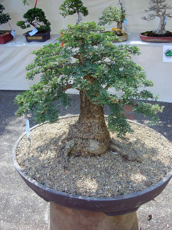bonsai,tree,exhibit,small,netstockvault