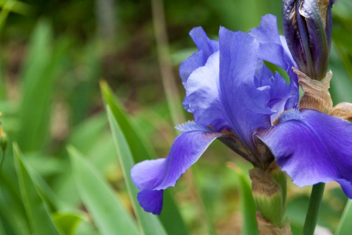 blue,closeup,flower,nature,nobody,petal,plant,spring,netstockvault