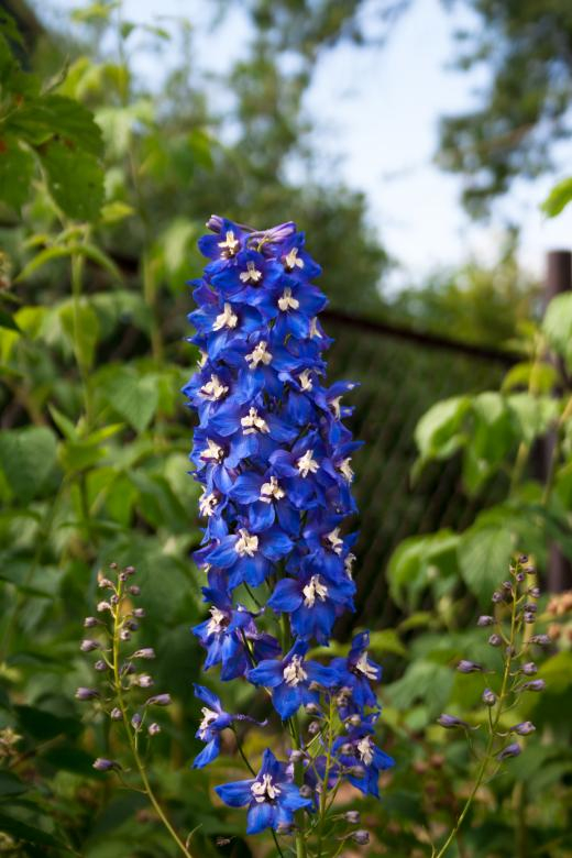 blue,closeup,flower,nature,nobody,petal,plant,spring,netstockvault