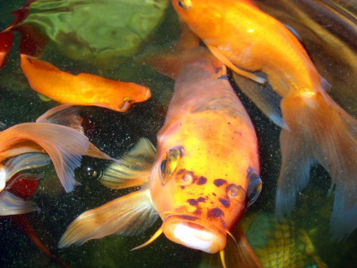goldfish,fish,carp,ornamental,pet,golden,swimming,underwater,netstockvault
