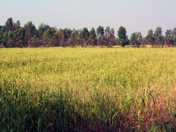 rice,field,thai,thailand,harvest,crop,crops,trees,food,netstockvault