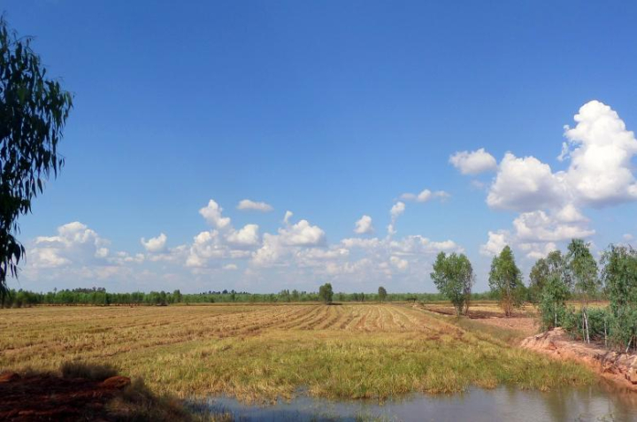 rice,field,thai,thailand,crop,harvested,harvest,food,isan,netstockvault