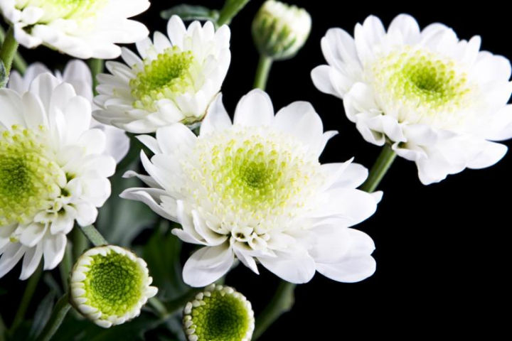 white,flowers,black,flower,background,spring,summer,plant,fresh,nature,netstockvault