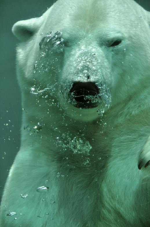 polar,bear,underwater,under,water,arctic,animal,bubbles,netstockvault