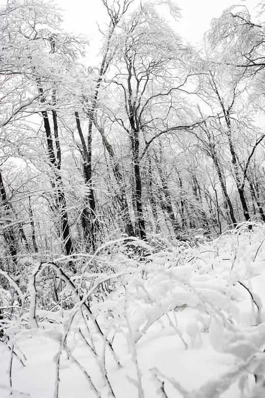 frozen,forest,snow,trees,white,netstockvault