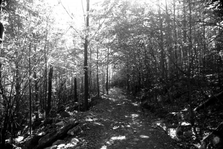 dark,fores,trees,pathway,woodland,netstockvault