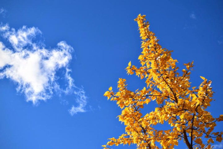 fresh,tree,spring,sky,blue,leave,leaf,yellow,netstockvault