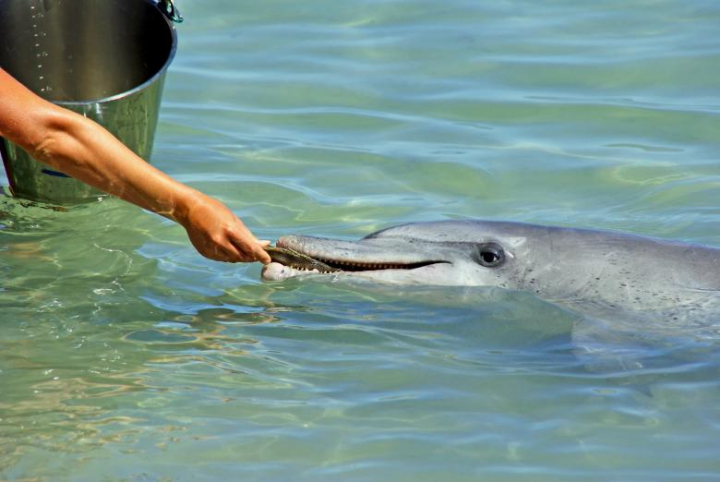 dolphin,food,friend,loyal,sharp,fish,helping,sea,water,blue,netstockvault