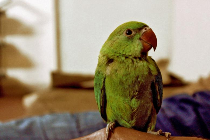 parrot,bird,green,sitting,sit,pet,animal,netstockvault