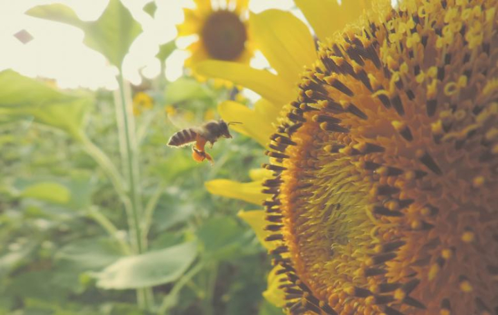 bee,fly,honey,flower,sunflower,nature,netstockvault
