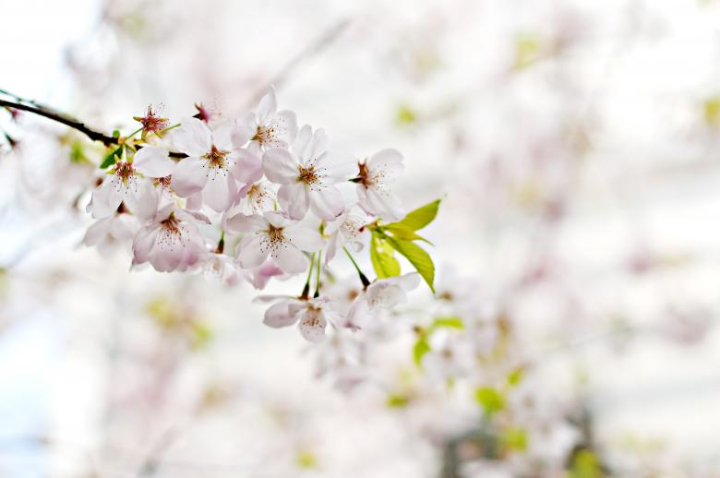 flower,tree,nature,white,fragrance,netstockvault