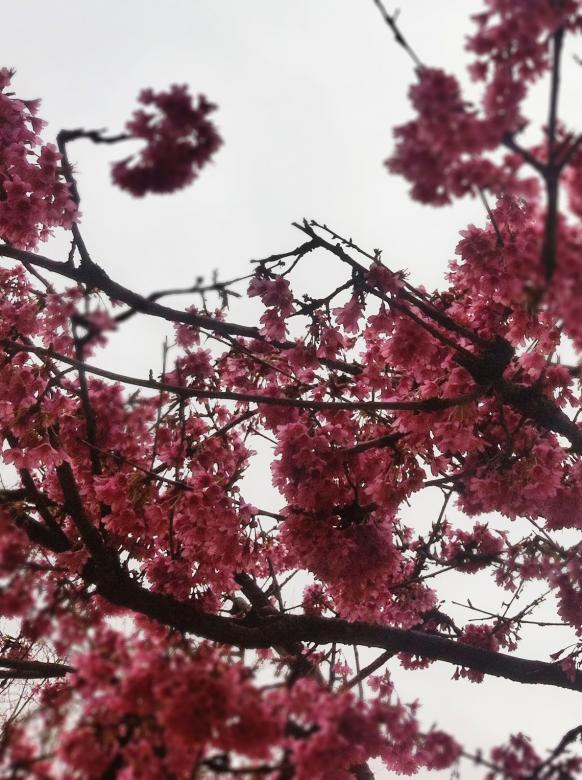 tree,flower,pink,wood,beauty,netstockvault
