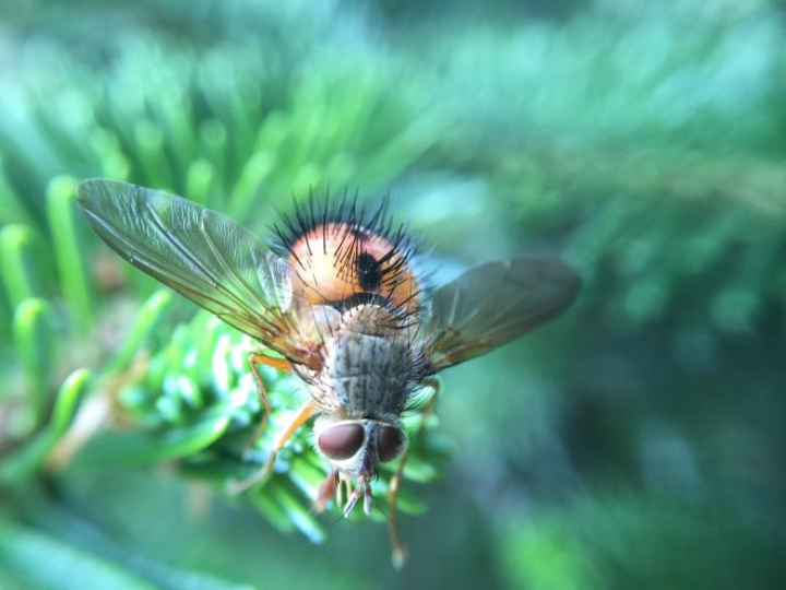 insect,fly,flying,green,nature,dirty,netstockvault