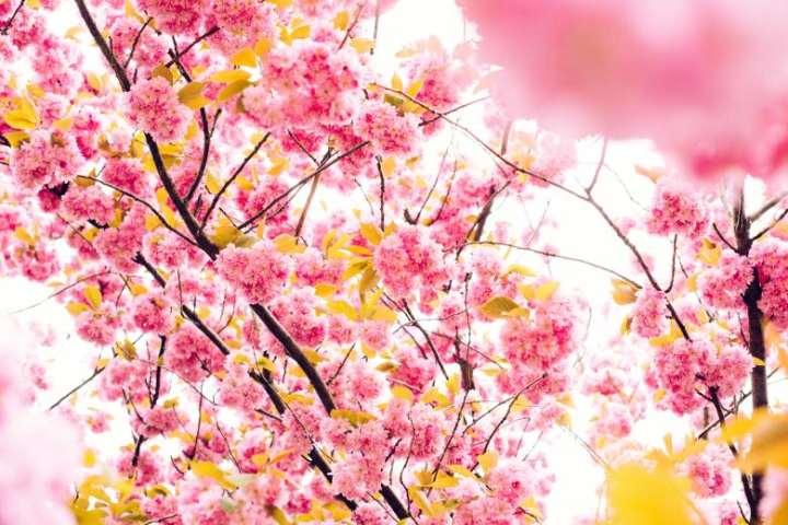 tree,pink,flower,nature,fragrance,netstockvault