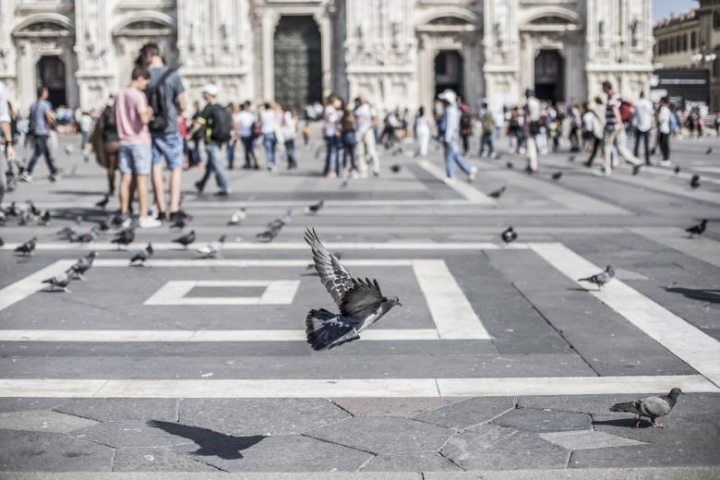 crowd,city,street,road,birds,pigeons,people,activity,netstockvault