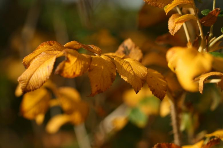 leave,leaf,yellow,dry,autumn,plant,netstockvault