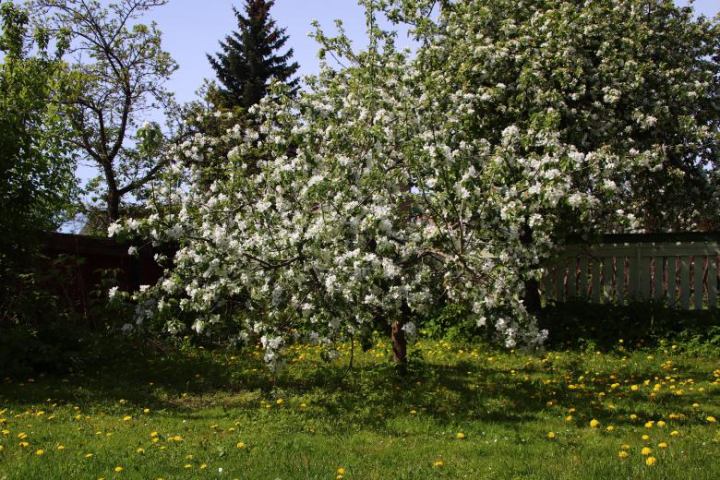 blooming,garden,apple,tree,blossoms,may,warm,dandelions,netstockvault