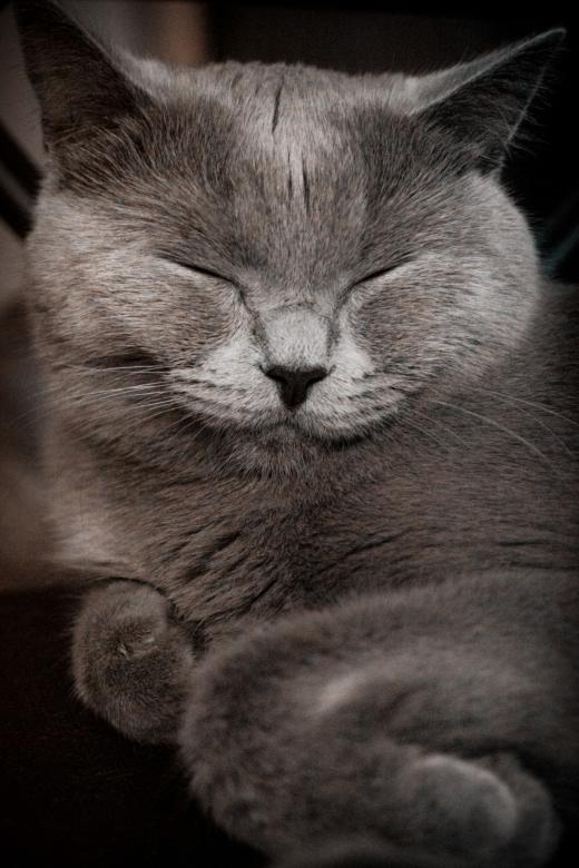 cat,sleeping,gray,fur,cute,portrait,pet,feline,netstockvault