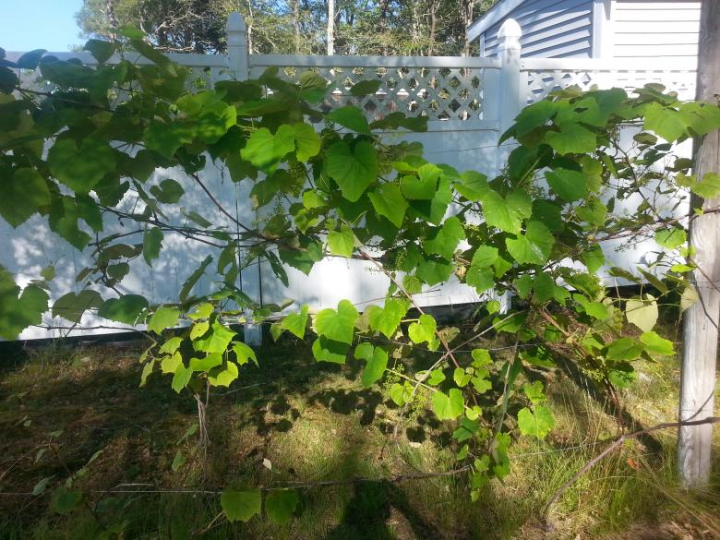 grape,vine,white,fence,leaves,green,netstockvault